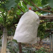 無(wú)紡布套袋對(duì)葡萄好嗎