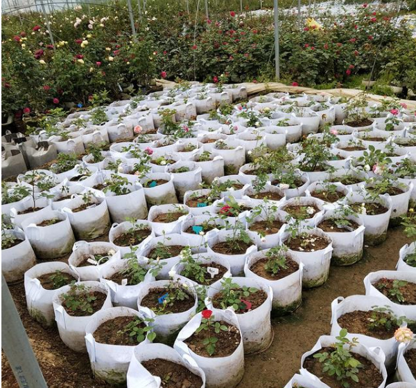 無(wú)紡布美植袋